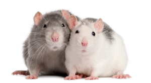 Two rats, 12 months old, in front of white background