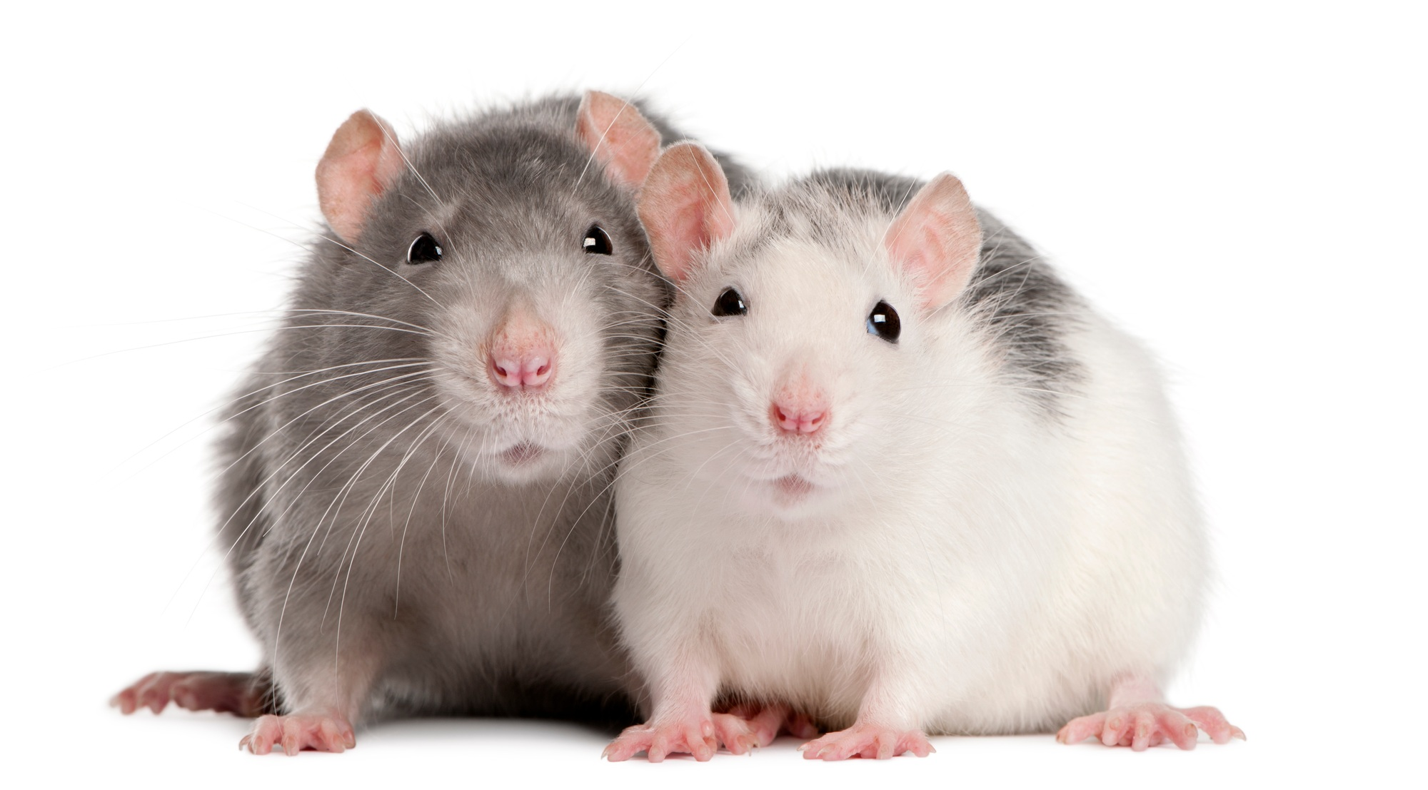 Two rats, 12 months old, in front of white background