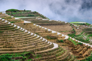 Chinese Rice Terraces